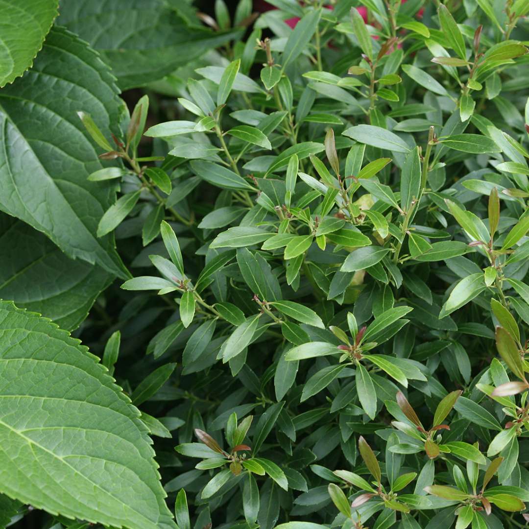 Close up of glossy evergreen Gem Box inkberry holly foliage with hydrangea foliage